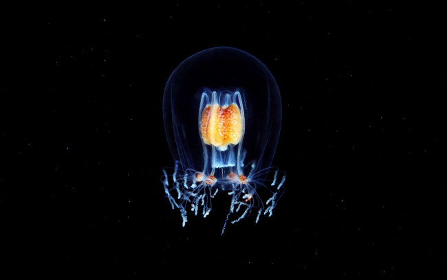 Обои картинки фото животные, медузы, гидромедуза, макро, вода