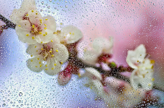 Обои картинки фото разное, капли,  брызги,  всплески, мокро, цветы, ветка, макро, стекло, весна