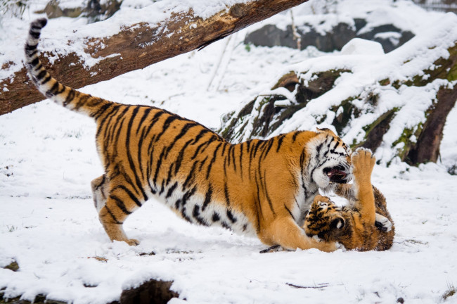 Обои картинки фото животные, тигры, амурские, парочка, семья, детёныш, игра, борьба, воспитание, снег, зоопарк