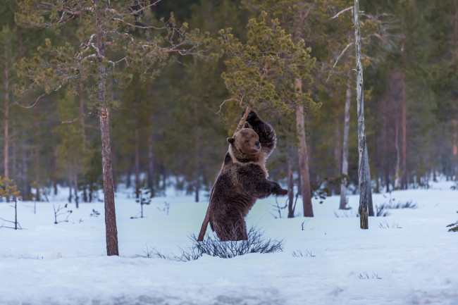 Обои картинки фото животные, медведи, сосны, снег, медведь