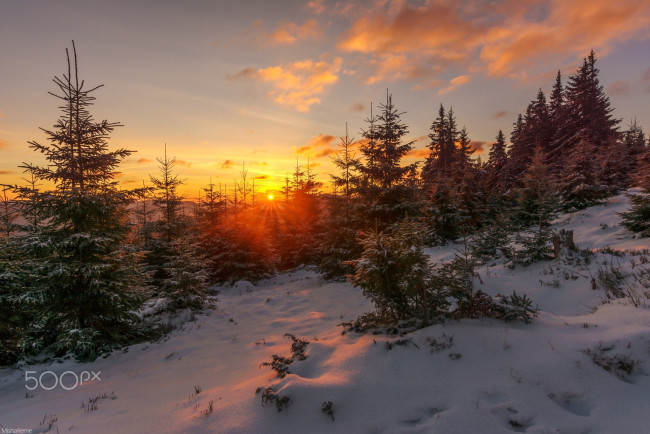 Обои картинки фото природа, восходы, закаты, снег, лес, солнце, зима