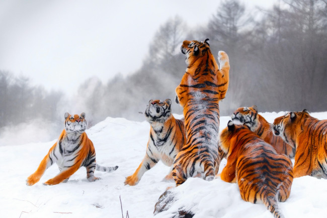 Обои картинки фото животные, тигры, охота, тигр, прыжок, зима, молодые, стойка, снег, игра
