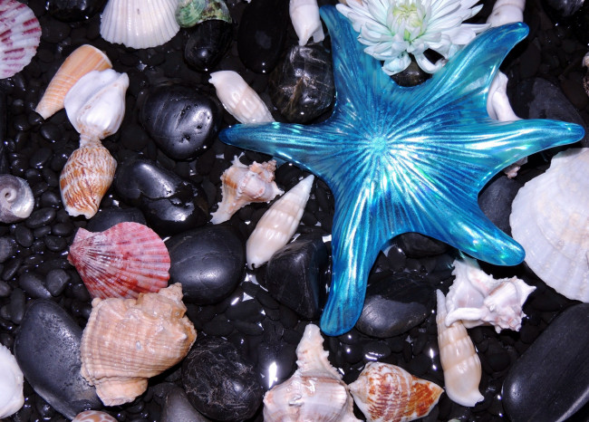 Обои картинки фото разное, ракушки,  кораллы,  декоративные и spa-камни, камни, звезда, хризантема