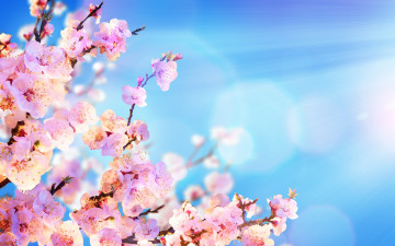 обоя цветы, цветущие деревья ,  кустарники, flowers, spring, солнце, цветение, pink, blossom, сакура, sakura, небо, ветки, sky, весна