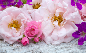 Картинка цветы розы бутоны розовые wood bud pink flowers