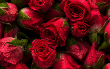 Картинка цветы розы flowers red фон красные fresh roses natural background бутоны