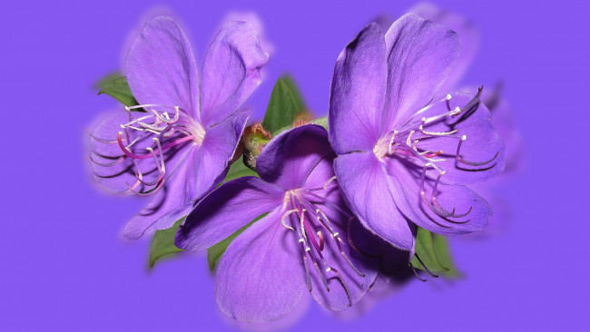 Обои картинки фото цветы, герань, фиолетовые