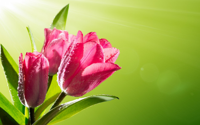 Обои картинки фото цветы, тюльпаны, капли, flowers, spring, роса, tulips, pink, весна, sunlight, солнце, fresh