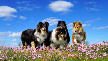 Картинка животные собаки луг цветы