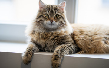 Картинка животные коты кошка взгляд на подоконнике котейка