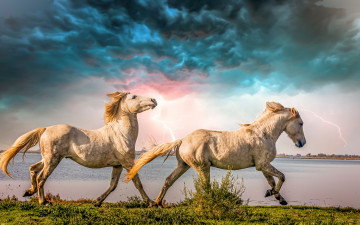Картинка животные лошади гроза тучи река молнии кони парочка