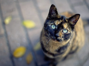 Картинка животные коты кошка трехцветная листья