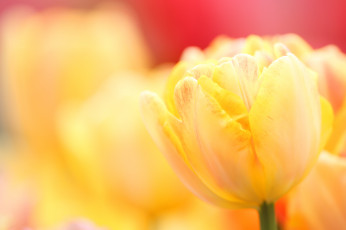 Картинка цветы тюльпаны тюльпан