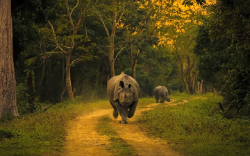 обоя животные, носороги, дорога, лес