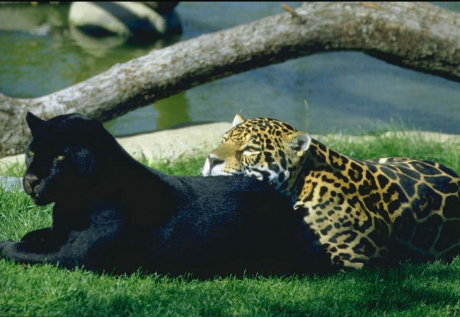 Обои картинки фото животные, Ягуары