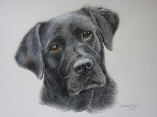 Картинка chrissy marie рисованные собака