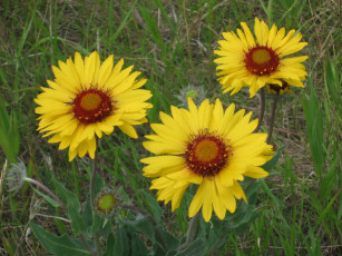 Картинка цветы гайлардии гелениумы желтые трава