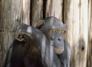 Картинка животные обезьяны шимпанзе