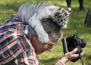 Картинка животные тигры тигренок фотограф