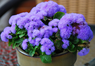 обоя цветы, агератум, фиолетовый, пушистый
