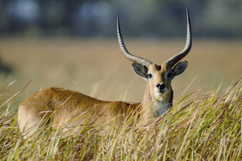 Картинка животные антилопы трава