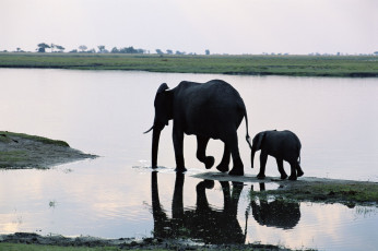 Картинка животные слоны слониха со слонёнком река слонёнок
