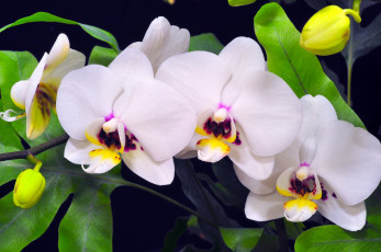 Картинка цветы орхидеи белый ветка