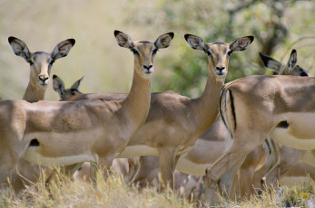 Картинка животные антилопы африканская газель