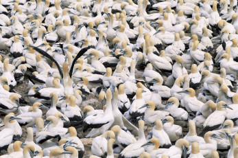 Картинка животные олуши птичий базар