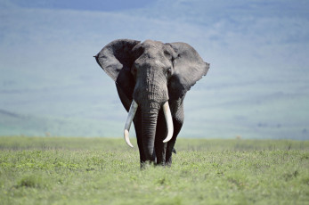Картинка животные слоны саванна