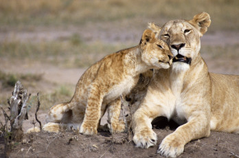 Картинка животные львы материнство львёнок львица