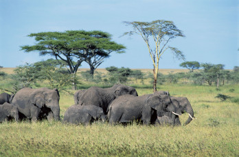 Картинка животные слоны стадо саванна