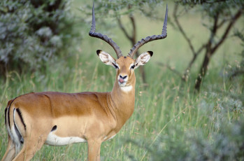 Картинка животные антилопы газель
