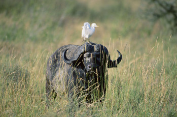 Картинка животные разные вместе буйвол птица цапля саванна
