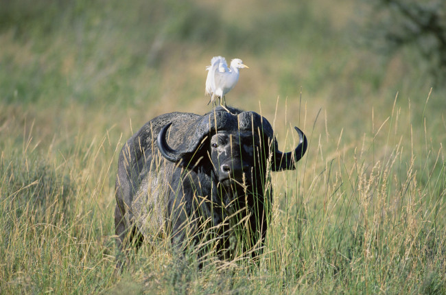 Обои картинки фото животные, разные, вместе, буйвол, птица, цапля, саванна