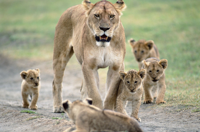 Обои картинки фото животные, львы, львица, львята, материнство