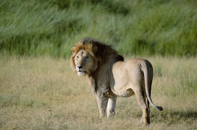 Обои картинки фото животные, львы, царь, зверей, саванна