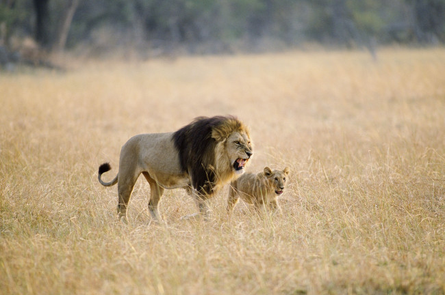 Обои картинки фото животные, львы, саванна, львёнок, царь, зверей, отцовство