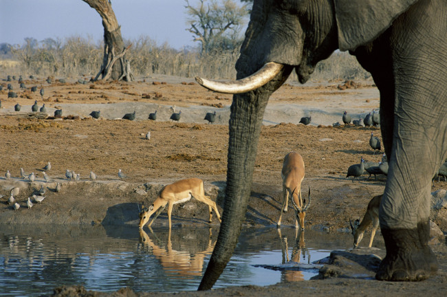 Обои картинки фото животные, разные, вместе, саванна, африка, антилопы, слон, птицы, водопой