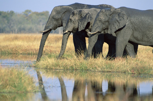 Обои картинки фото животные, слоны, водопой, африканские