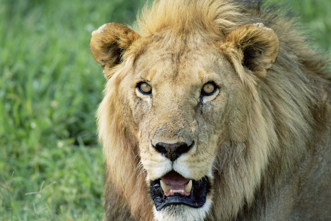 Обои картинки фото животные, львы, царь, зверей