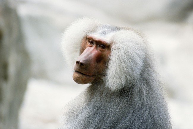 Обои картинки фото животные, обезьяны, бабуин