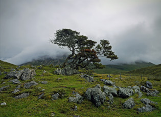 Картинка природа деревья камни дерево туман горы