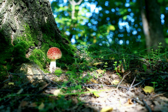 Картинка природа грибы мухомор лес трава листья сучья