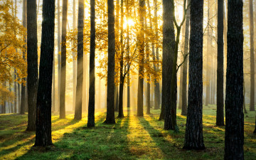 Картинка природа лес лучи свет трава стволы