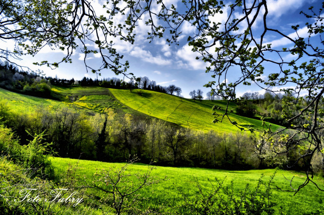 Обои картинки фото природа, поля, fabry, весна, деревья, зелень