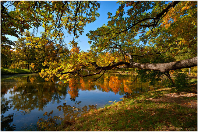 Обои картинки фото природа, реки, озера, осень, пруд, деревья, пейзаж