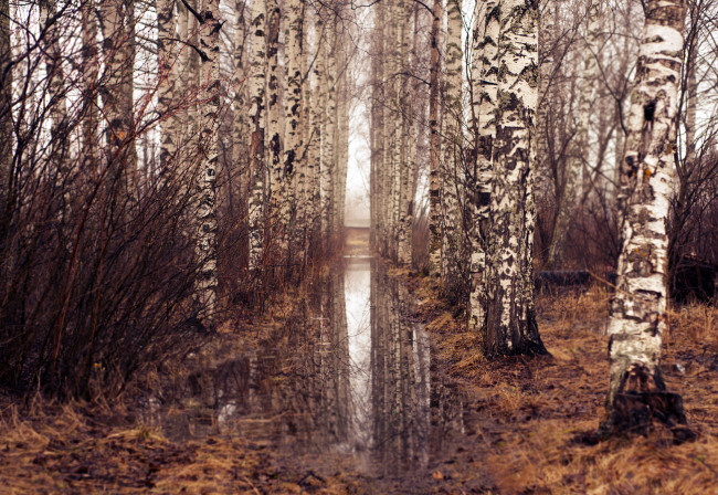 Обои картинки фото природа, лес, просвет, вода, осень, березы