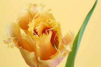 Картинка цветы тюльпаны махровый