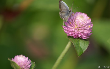 Картинка животные бабочки +мотыльки +моли розовый клевер бабочка